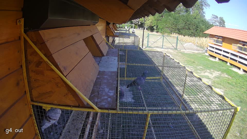 Pigeon Arrival Image For Race Race 5