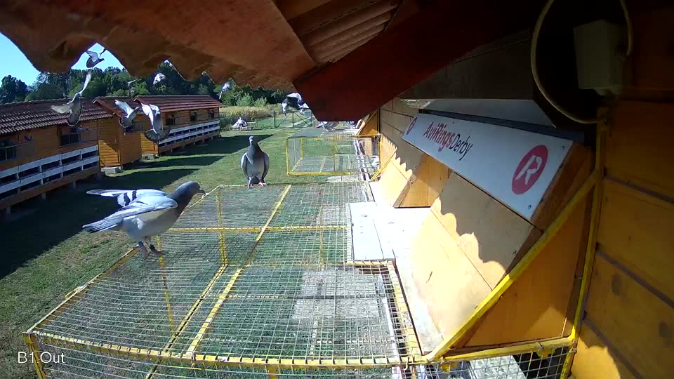 Pigeon Arrival Image For Race Race 2