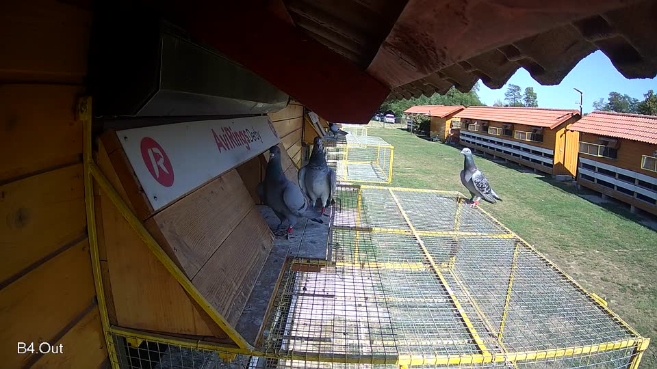 Pigeon Arrival Image For Race Race 5