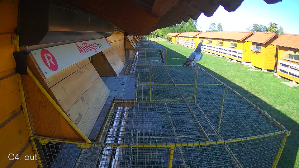 Pigeon Arrival Image For Race Final Race 1/3