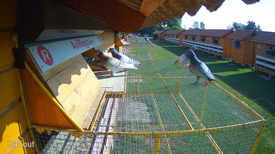 Pigeon Arrival Image For Race Race 1