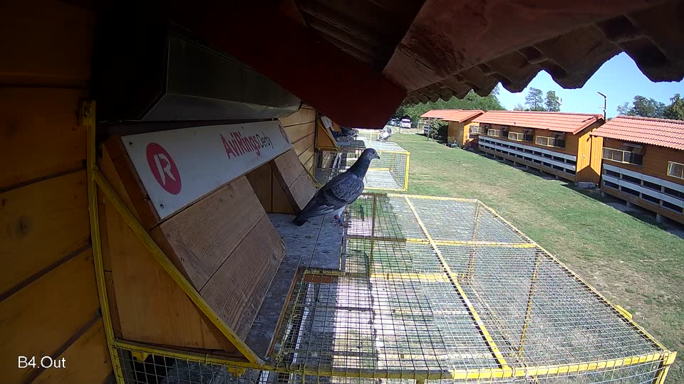 Pigeon Arrival Image For Race Race 5