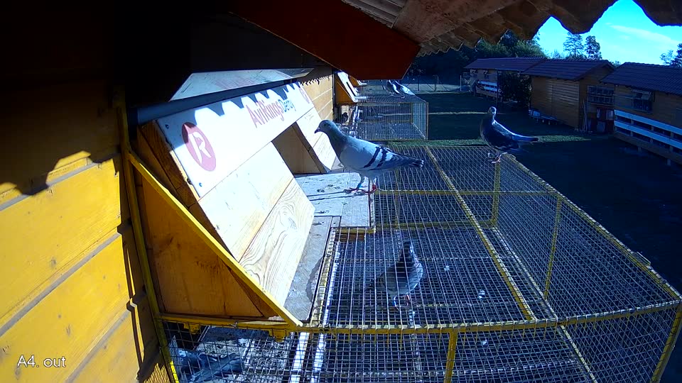 Pigeon Arrival Image For Race Final Race 1/3
