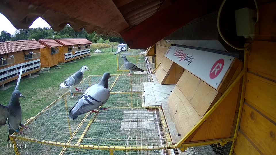 Pigeon Arrival Image For Race Race 4