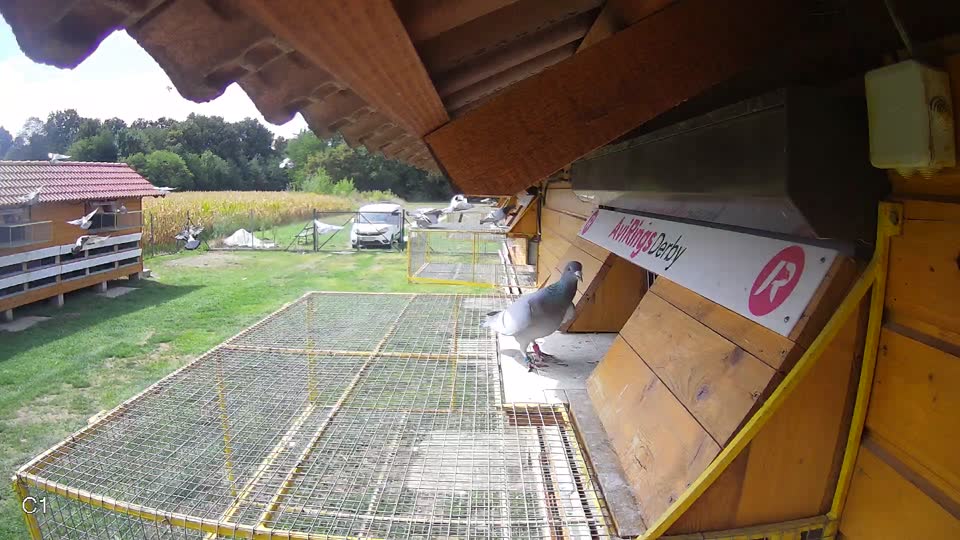 Pigeon Arrival Image For Race Race 4
