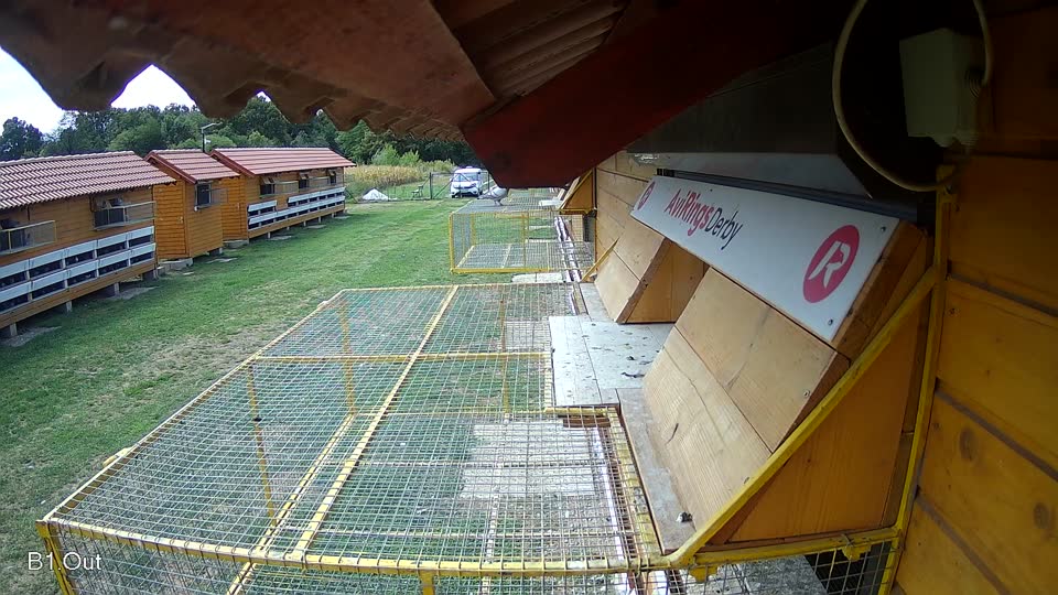 Pigeon Arrival Image For Race Race 4