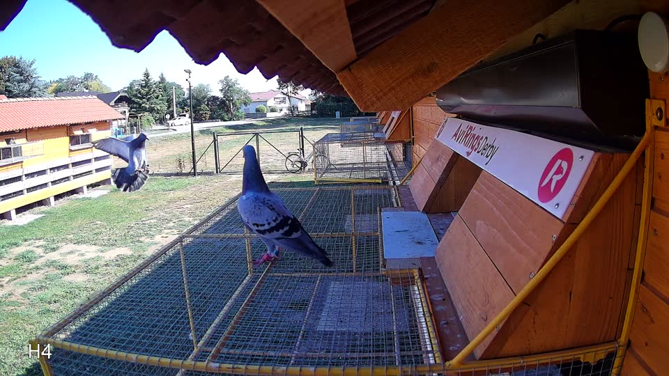 Pigeon Arrival Image For Race Race 2