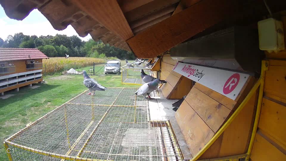 Pigeon Arrival Image For Race Race 4