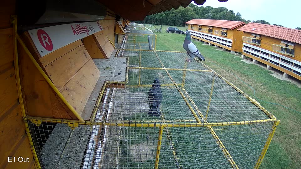 Pigeon Arrival Image For Race Race 3