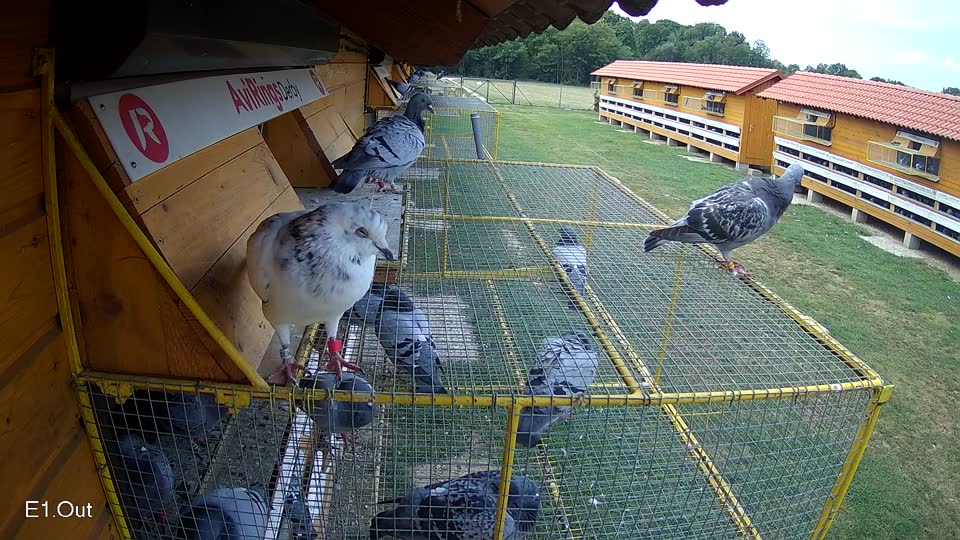 Pigeon Arrival Image For Race Race 4