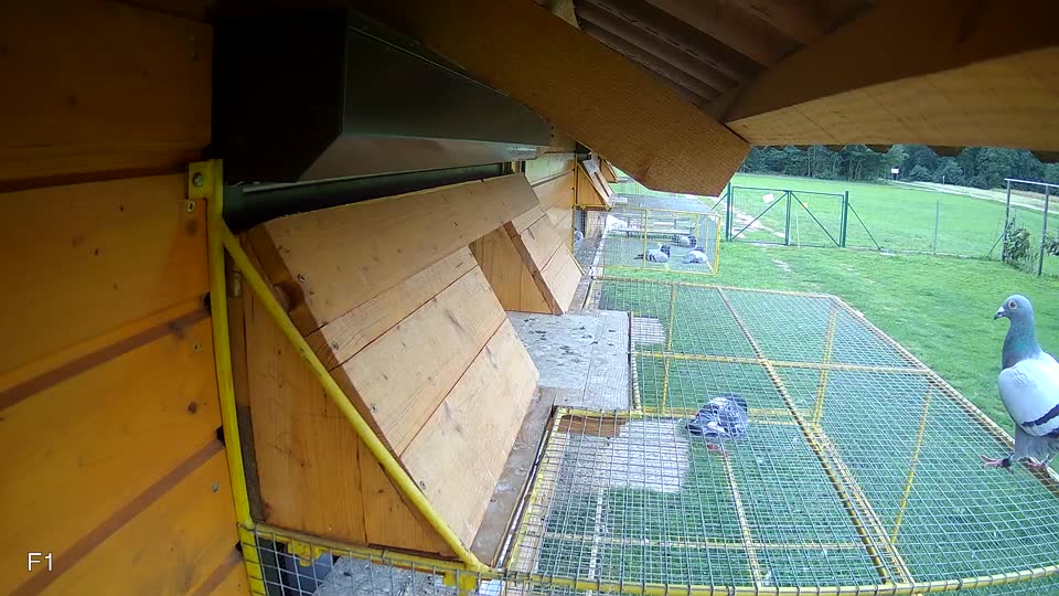 Pigeon Arrival Image For Race Final race 1