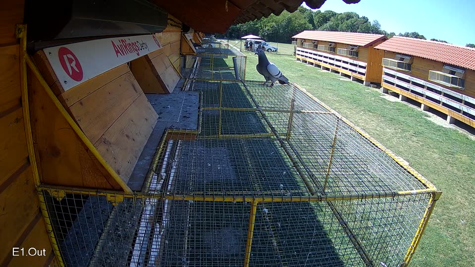 Pigeon Arrival Image For Race Race 5
