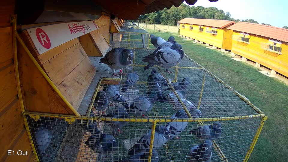 Pigeon Arrival Image For Race Race 4