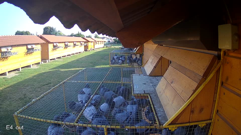 Pigeon Arrival Image For Race Race 1