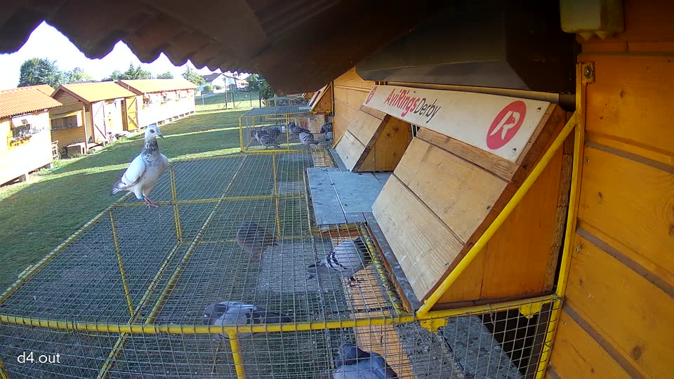 Pigeon Arrival Image For Race Race 5