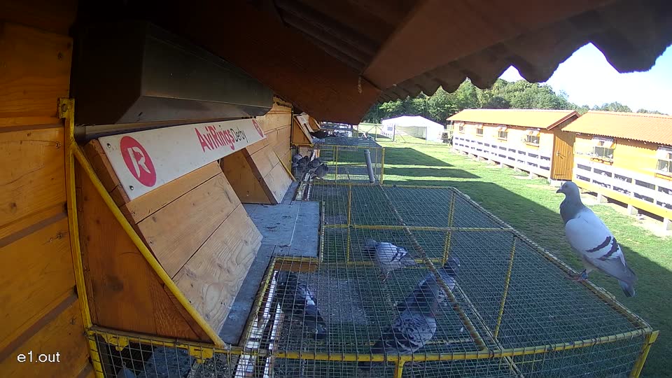 Pigeon Arrival Image For Race Final Race 1/3
