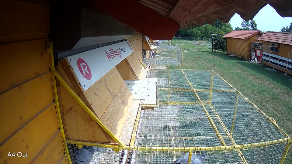 Pigeon Arrival Image For Race Race 3