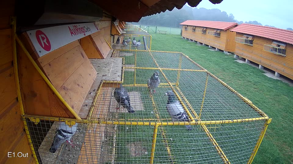 Pigeon Arrival Image For Race Final race 1