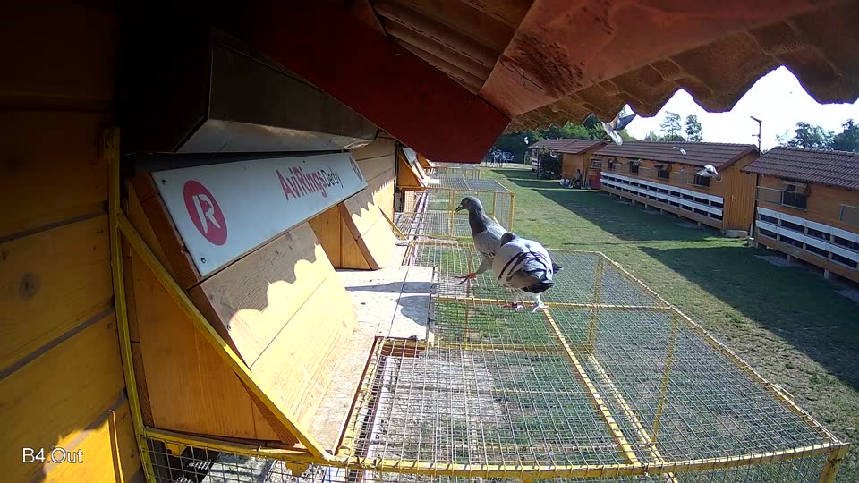 Pigeon Arrival Image For Race Race 1