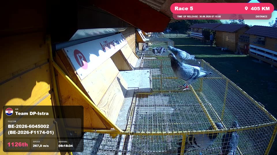 Pigeon Arrival Image For Race Race 5