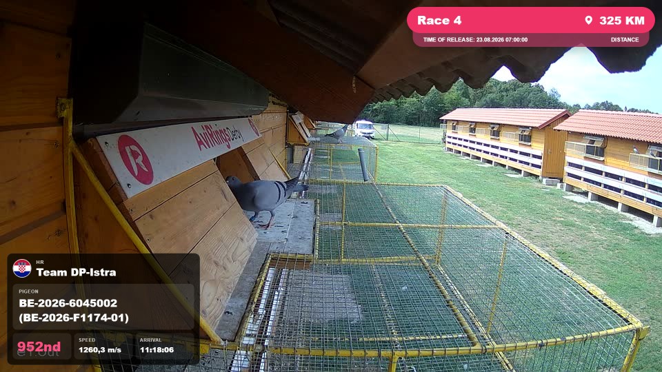 Pigeon Arrival Image For Race Race 4