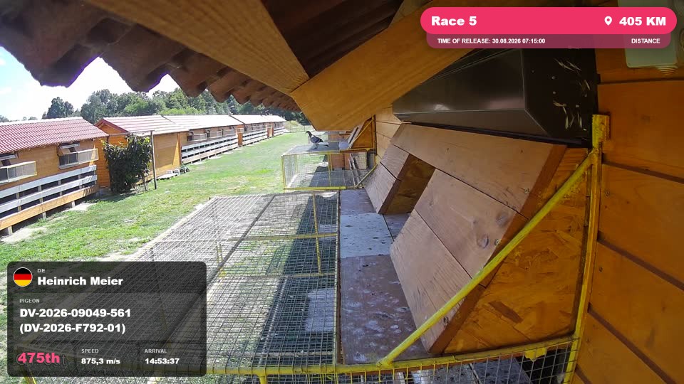 Pigeon Arrival Image For Race Race 5
