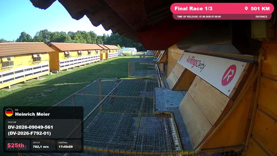 Pigeon Arrival Image For Race Final Race 1/3