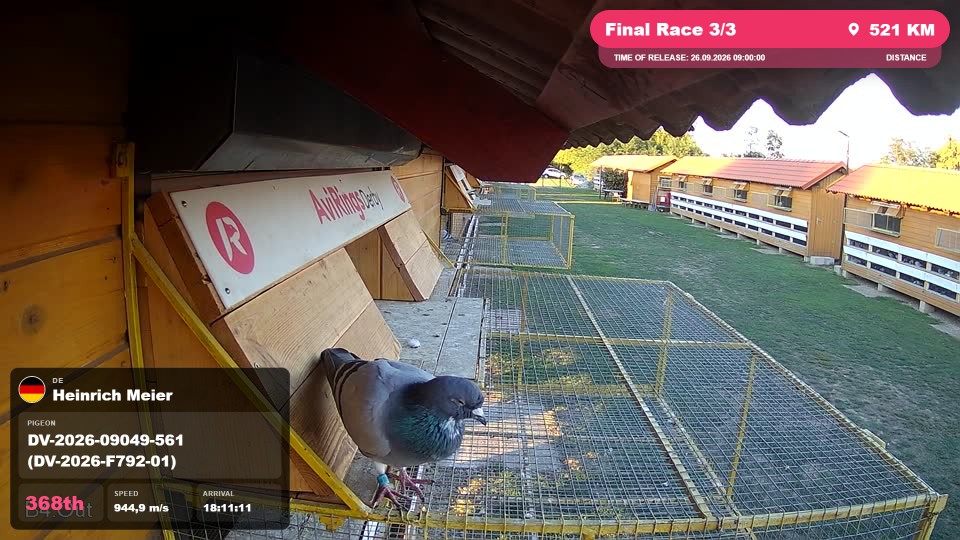 Pigeon Arrival Image For Race Final Race 3/3