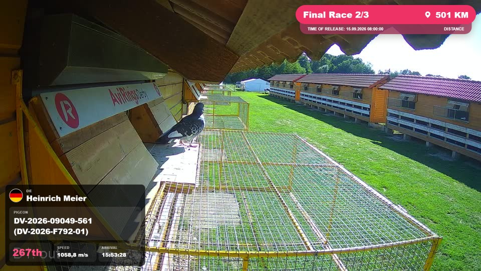 Pigeon Arrival Image For Race Final Race 2/3