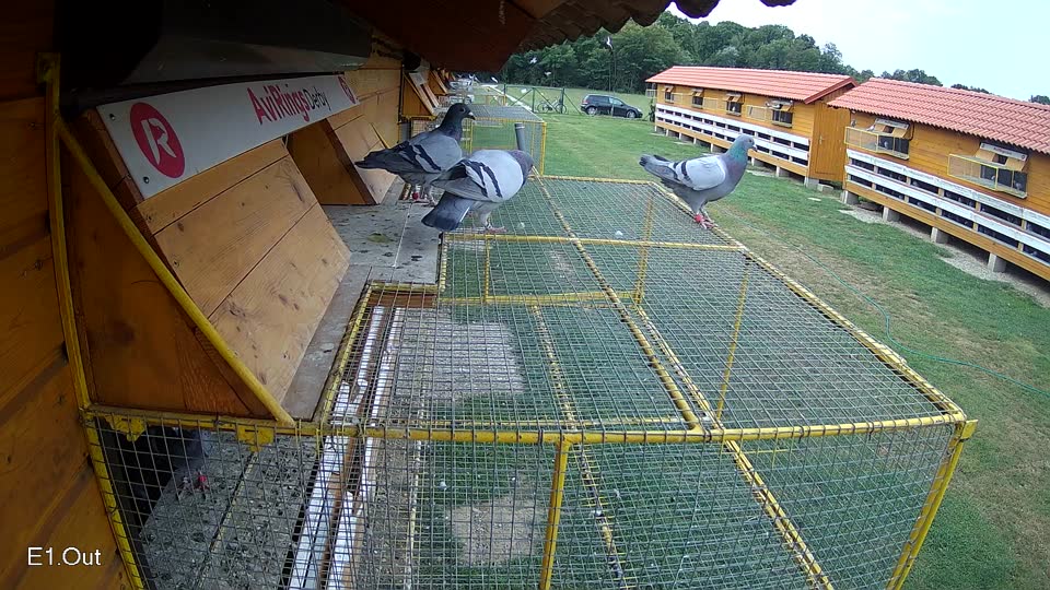 Pigeon Arrival Image For Race Race 3