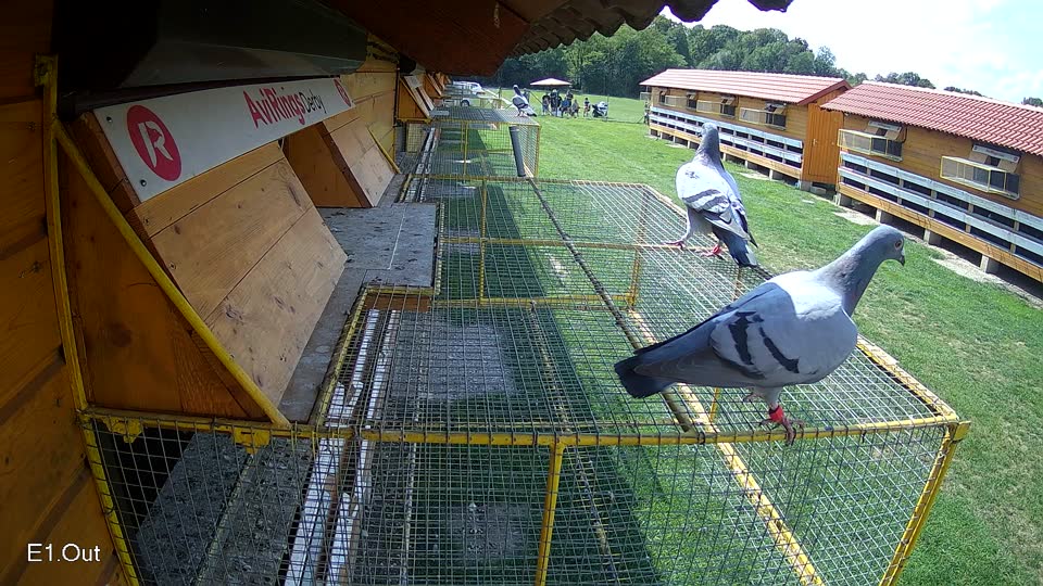 Pigeon Arrival Image For Race Race 6