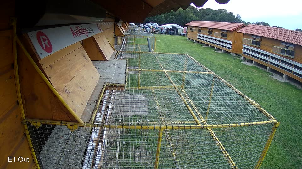 Pigeon Arrival Image For Race Final race 3