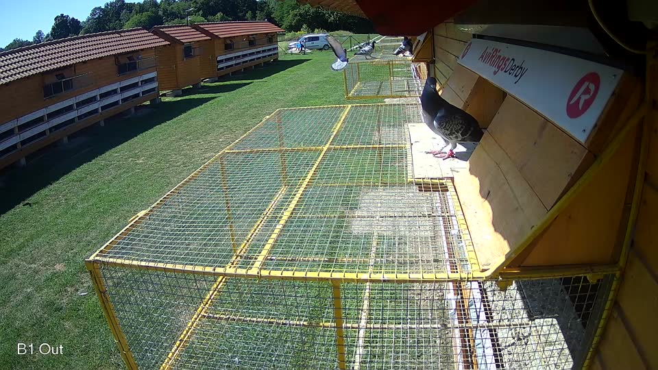 Pigeon Arrival Image For Race Race 2