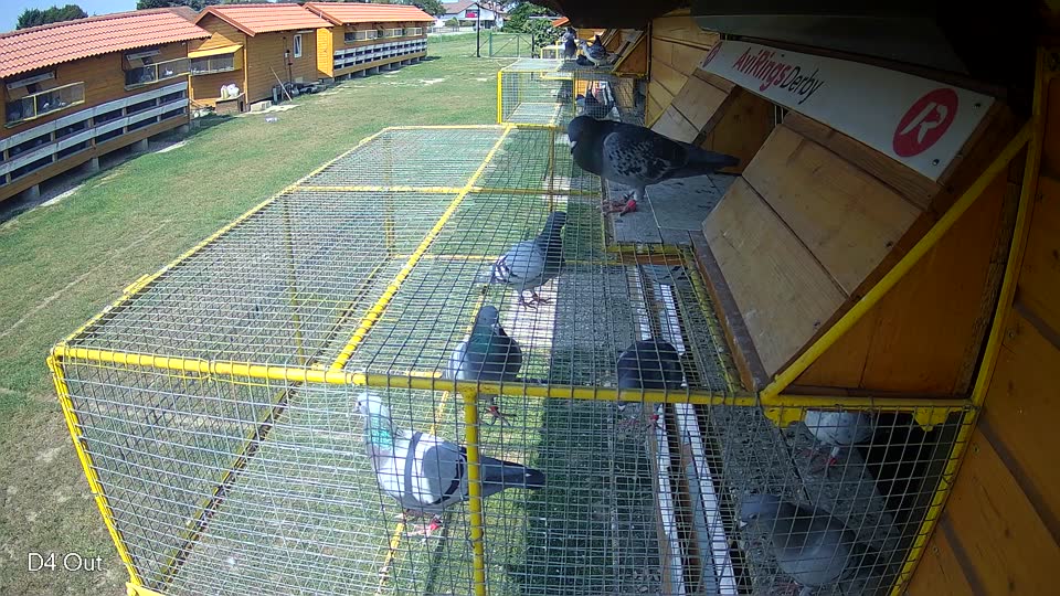 Pigeon Arrival Image For Race Race 3