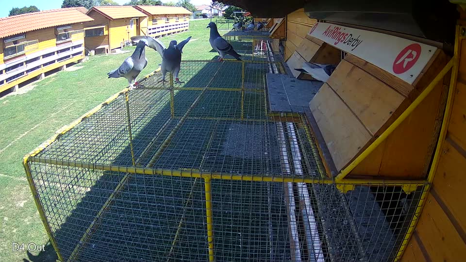 Pigeon Arrival Image For Race Race 2
