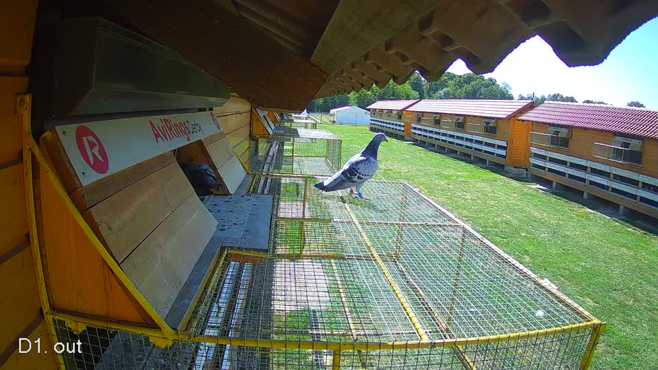 Pigeon Arrival Image For Race Final Race 1/3