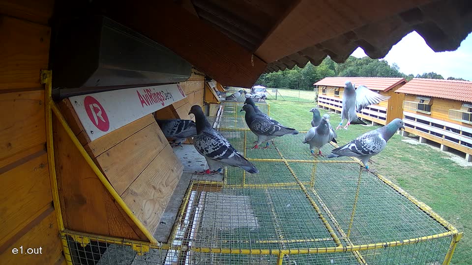 Pigeon Arrival Image For Race Race 4