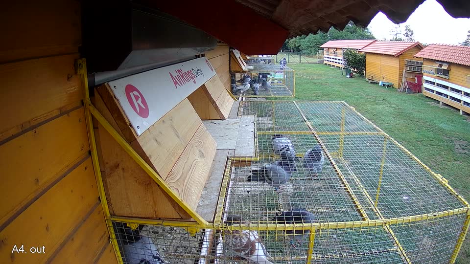 Pigeon Arrival Image For Race Race 5