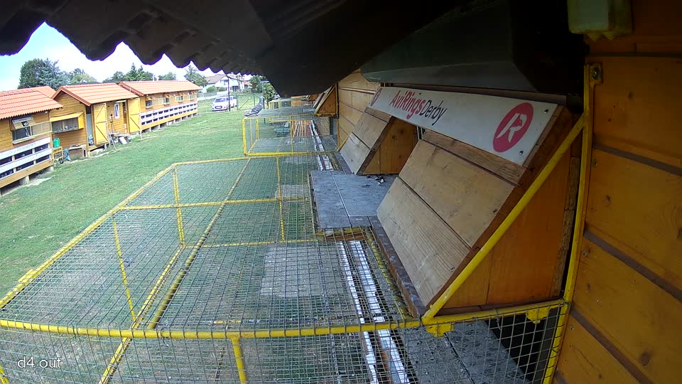 Pigeon Arrival Image For Race Race 4