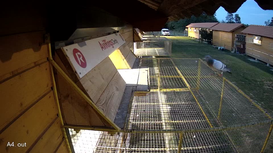 Pigeon Arrival Image For Race Race 5