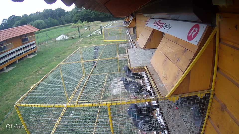 Pigeon Arrival Image For Race Race 4