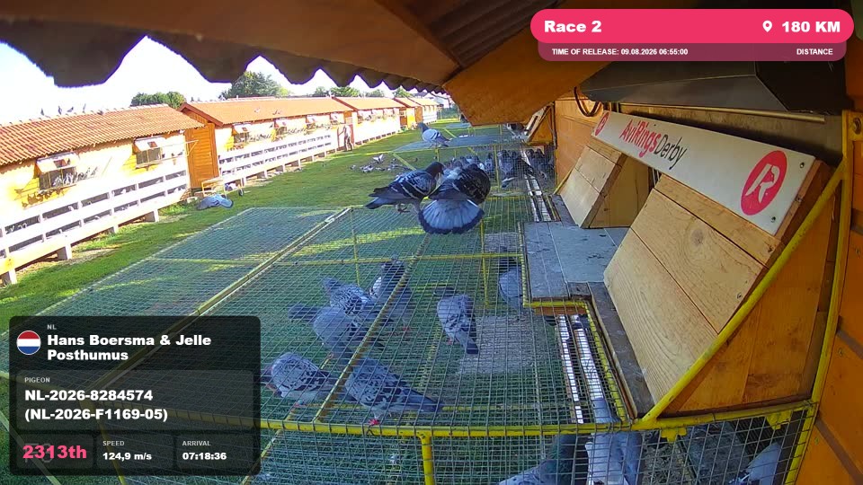Pigeon Arrival Image For Race Race 2