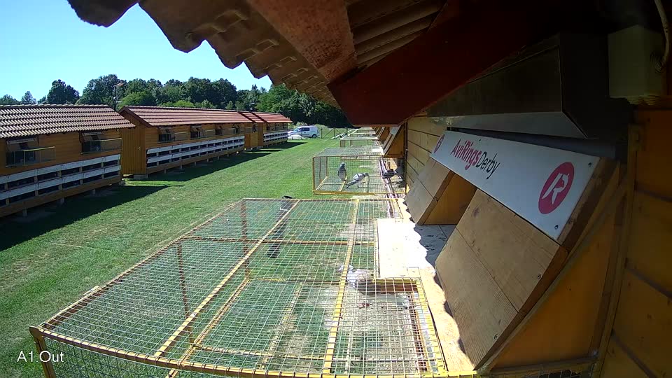 Pigeon Arrival Image For Race Race 2