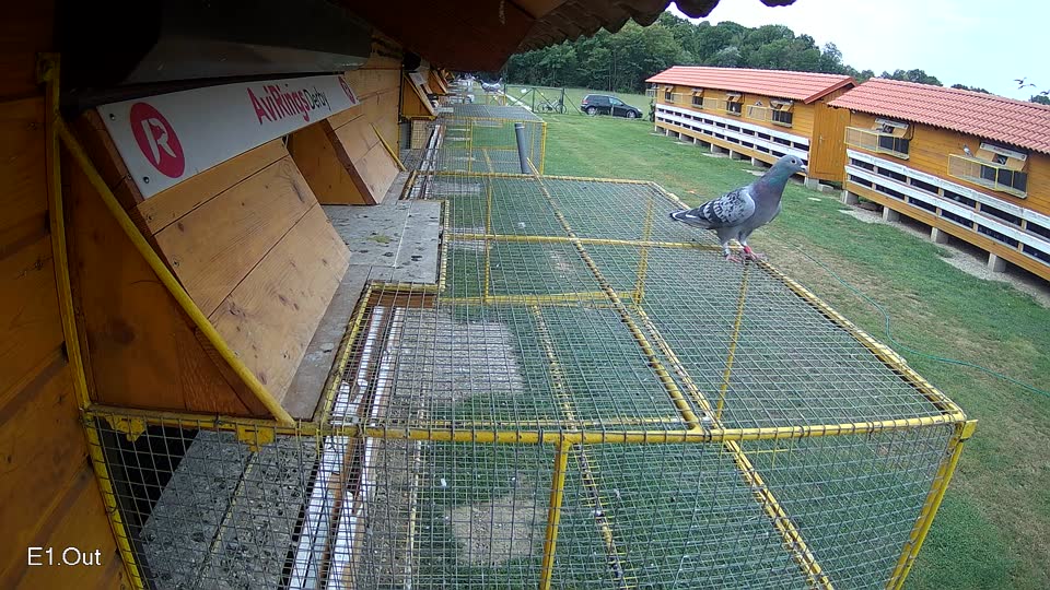 Pigeon Arrival Image For Race Race 3