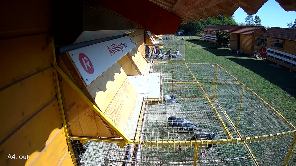 Pigeon Arrival Image For Race Race 5