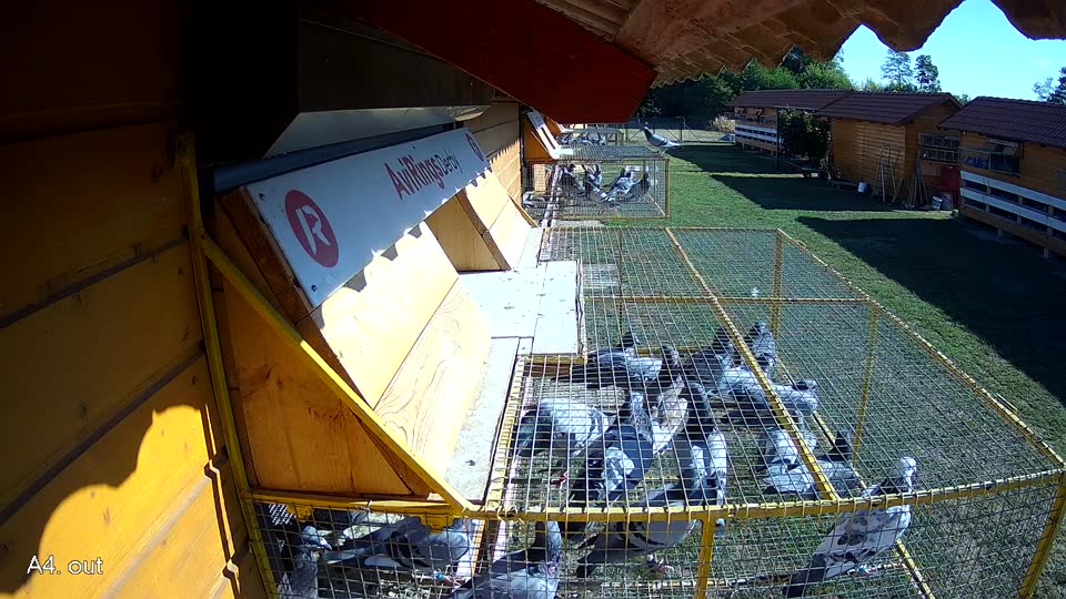 Pigeon Arrival Image For Race Race 3