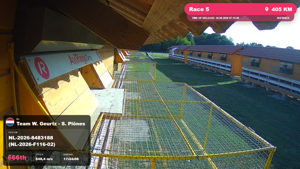 Pigeon Arrival Image For Race Race 5