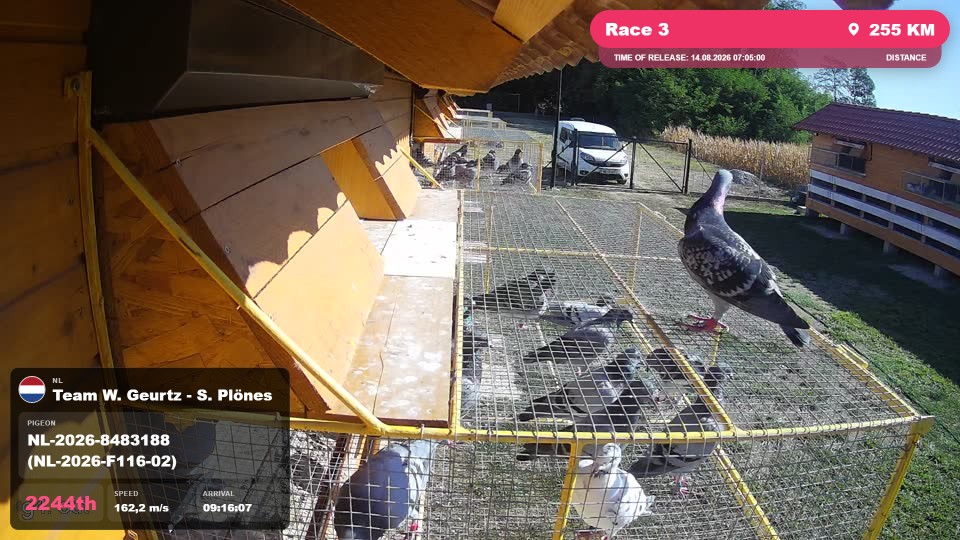 Pigeon Arrival Image For Race Race 3
