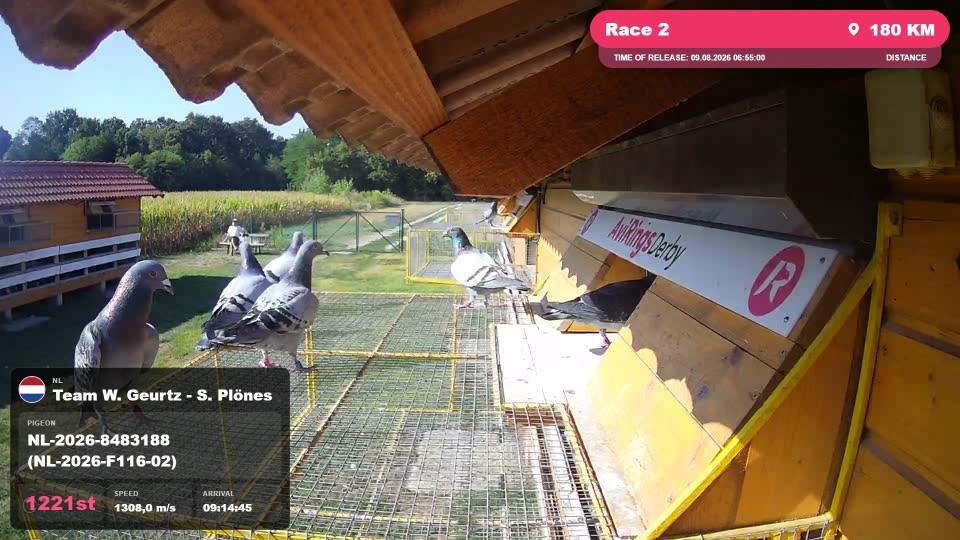 Pigeon Arrival Image For Race Race 2