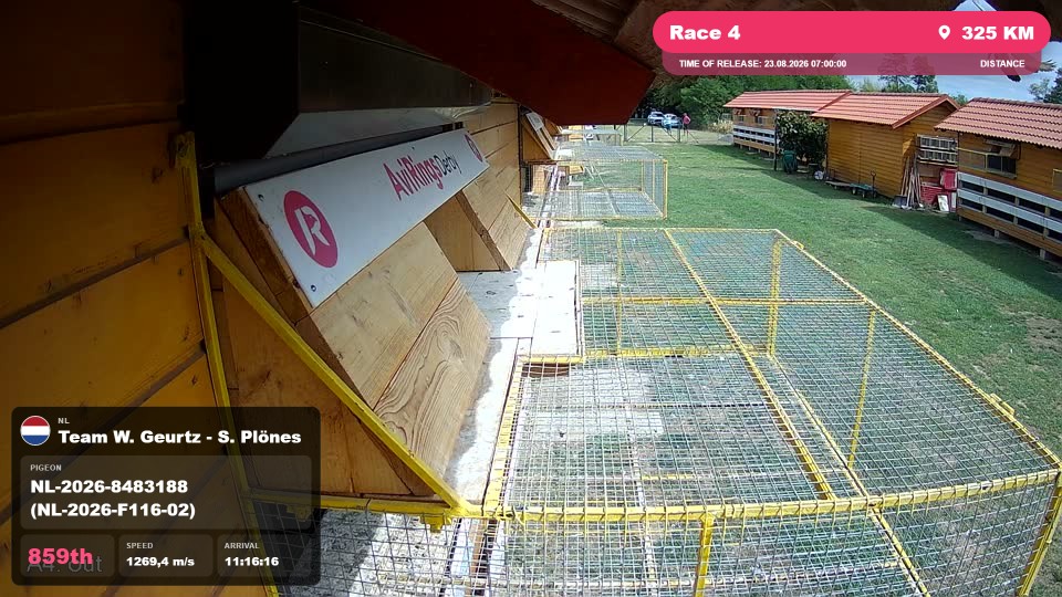 Pigeon Arrival Image For Race Race 4